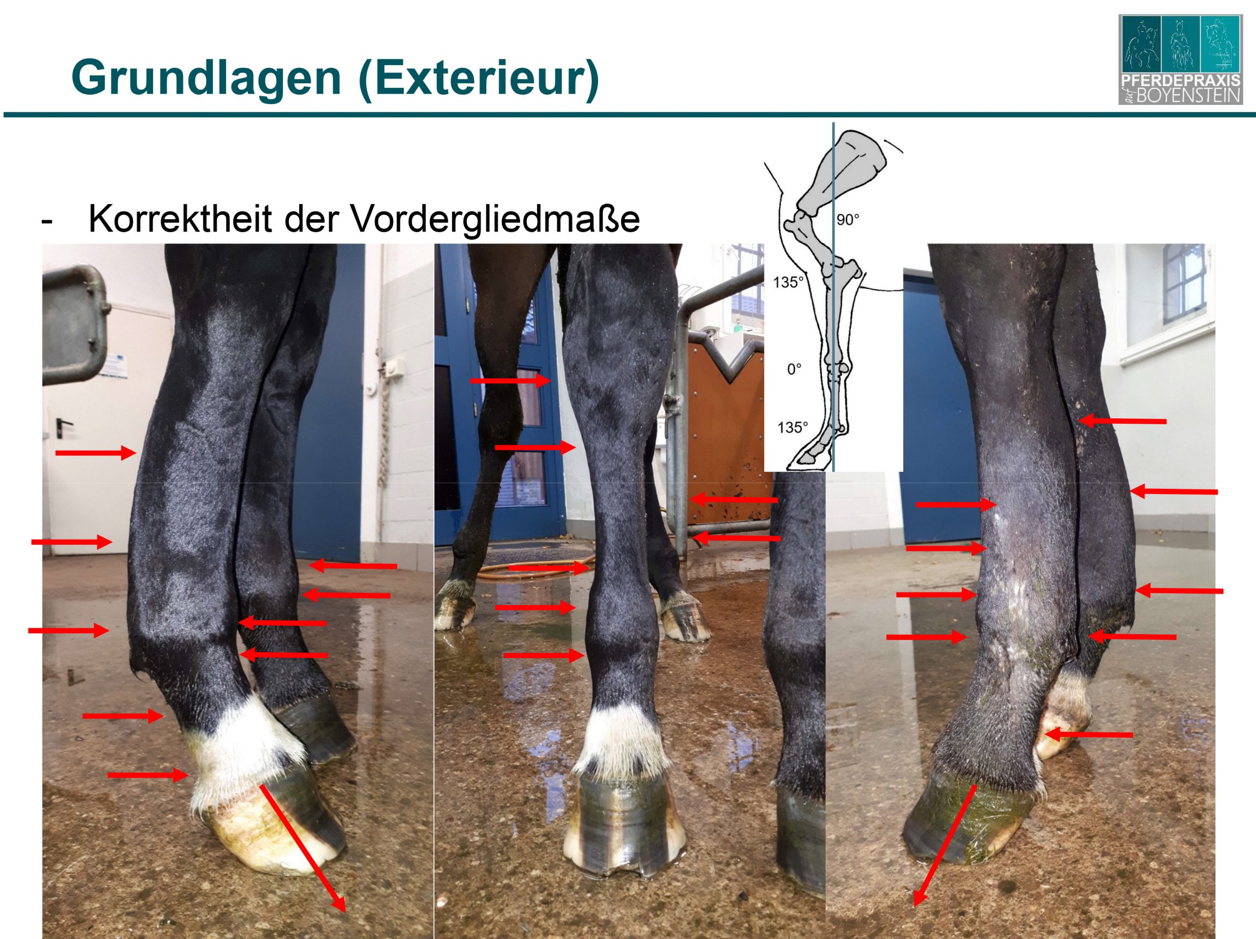 Orthopädie (Lahmheiten) - Pferdepraxis Boyenstein